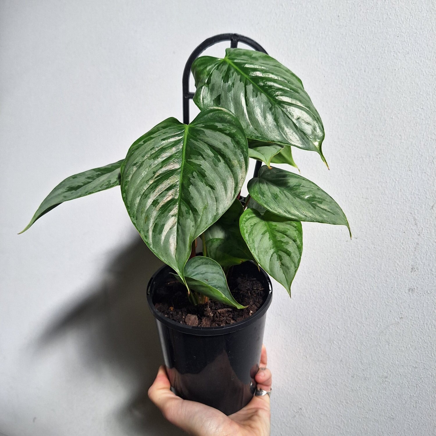 Philodendron Sodiroi 180mm
