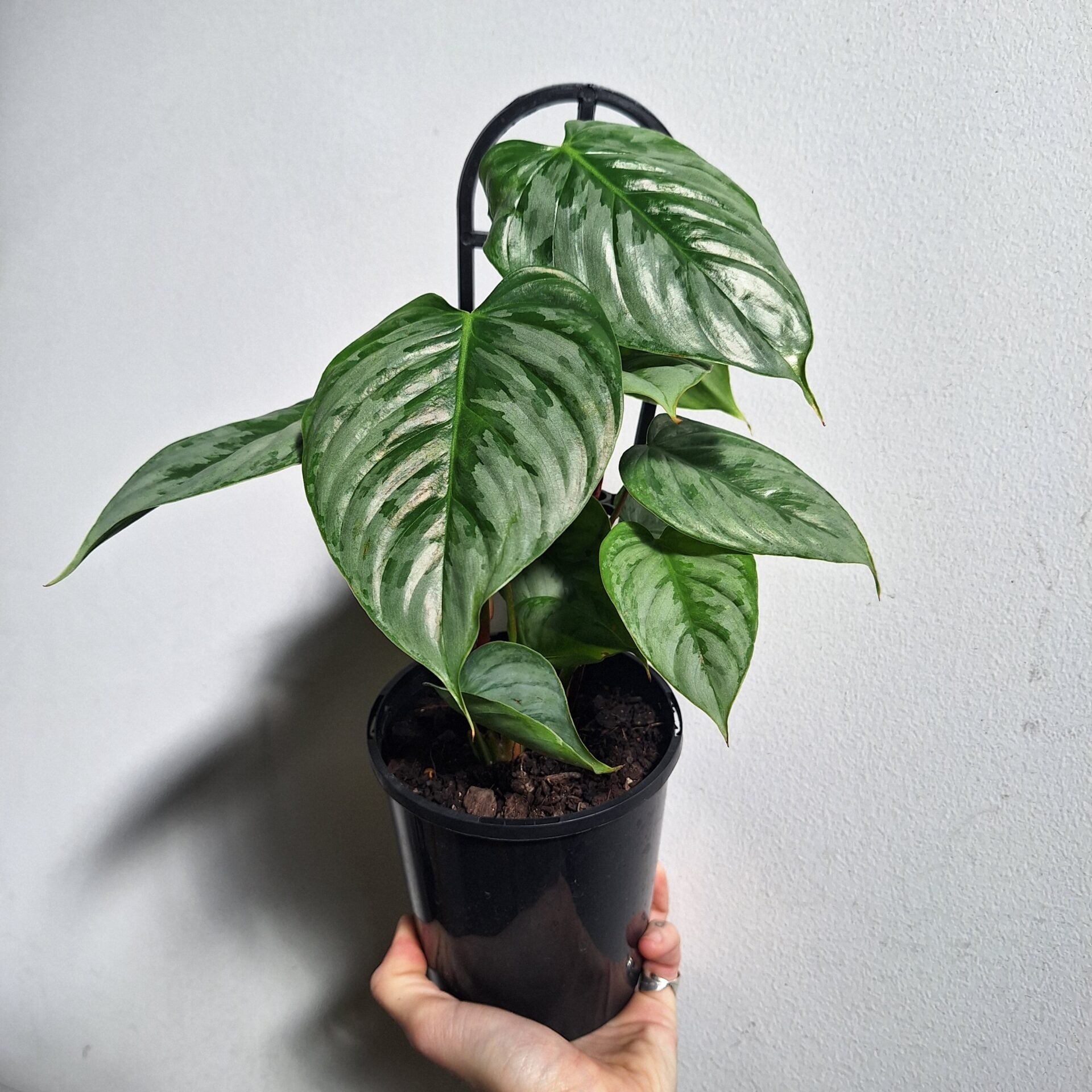 Philodendron Sodiroi 180mm
