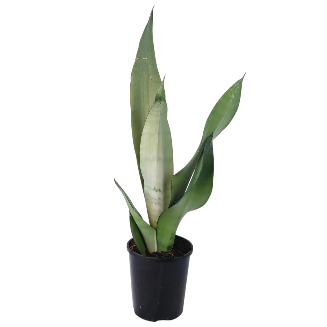 Sansevieria Moonshine - Snake Plant 140mm