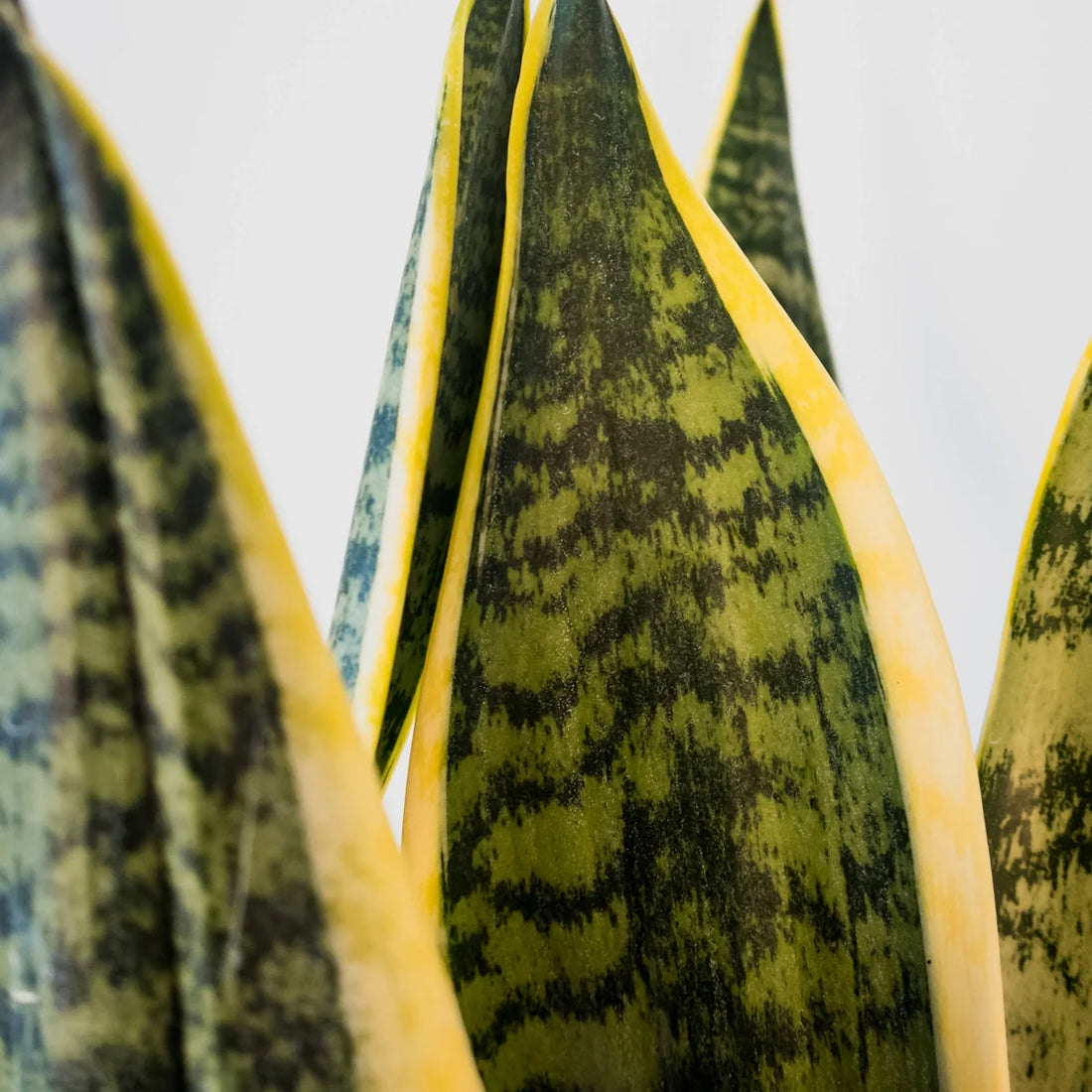 Snake Plant - Sansevieria Superba 200mm