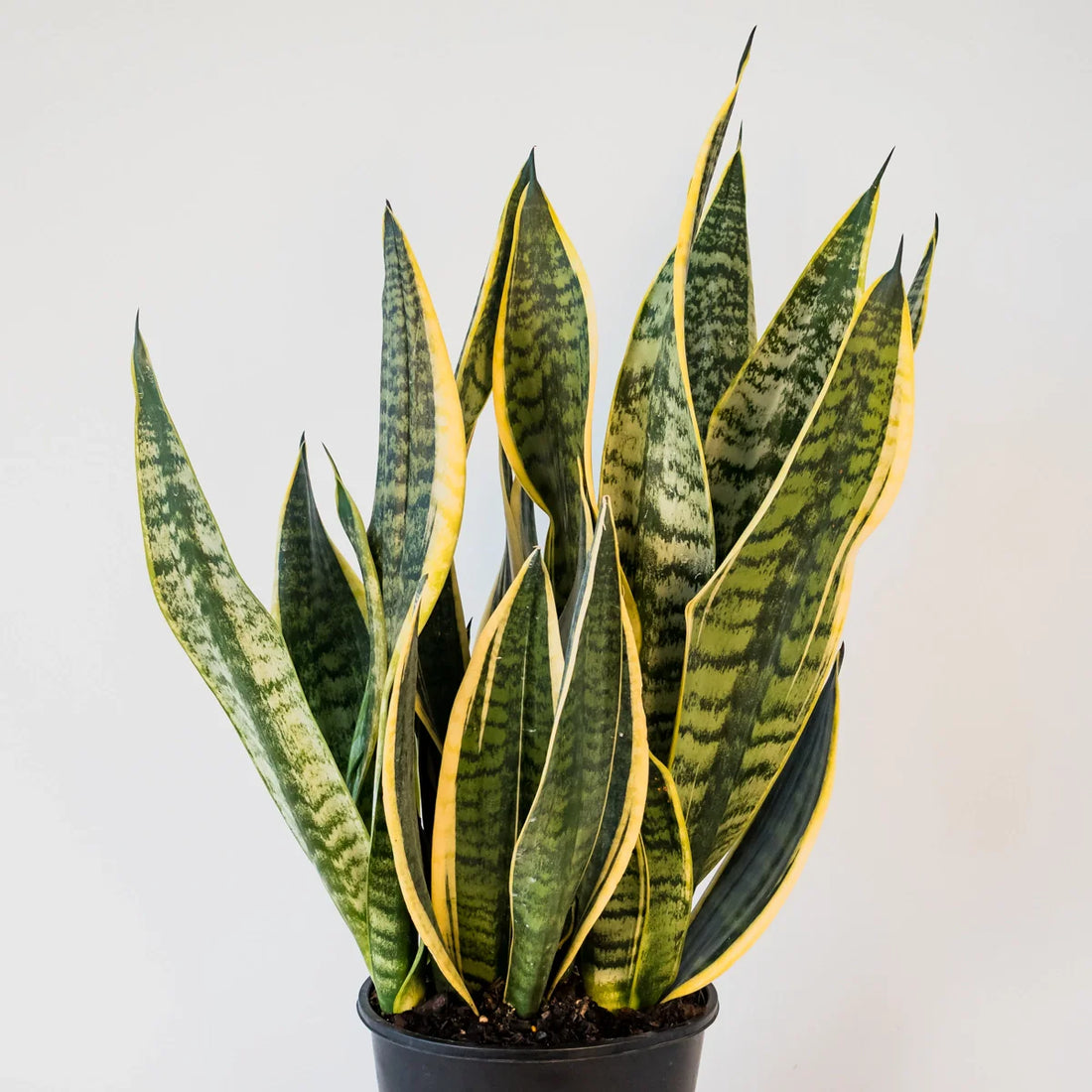 Snake Plant - Sansevieria Superba 200mm