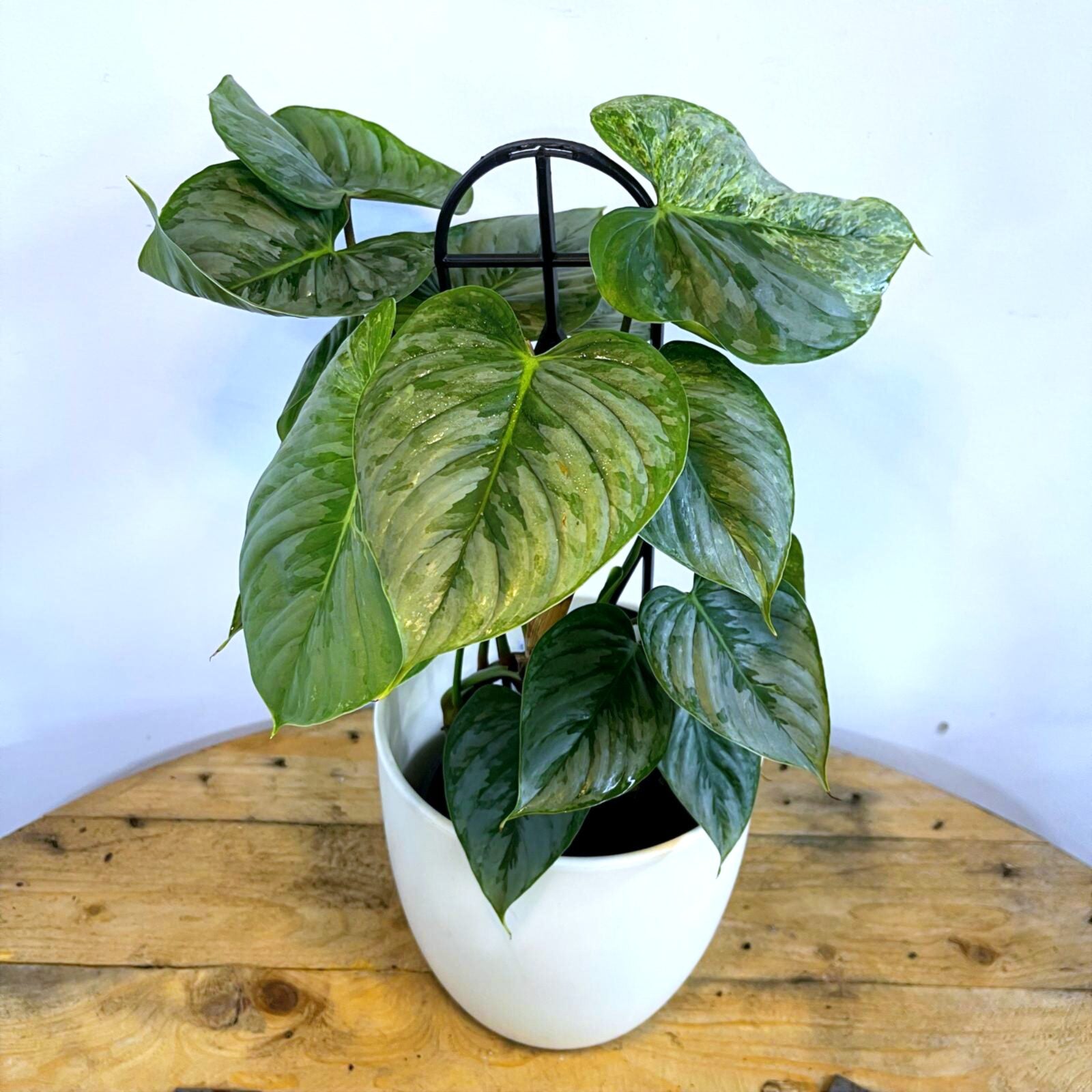Philodendron Sodiroi 180mm