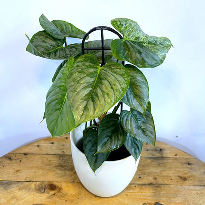 Philodendron Sodiroi 180mm