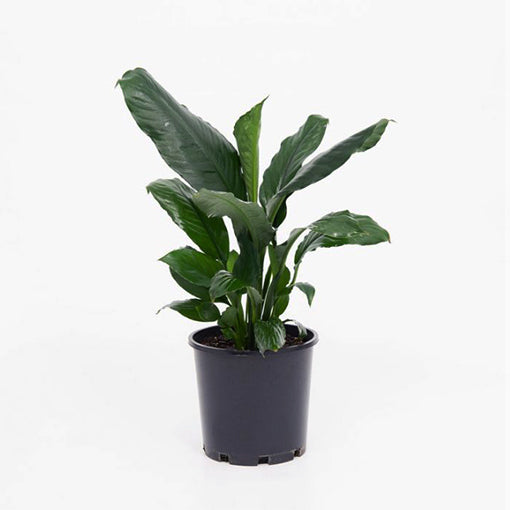 Spathiphyllum Blue Moon 100mm