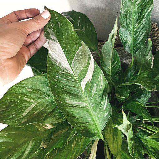 Spathiphyllum Domino 140mm