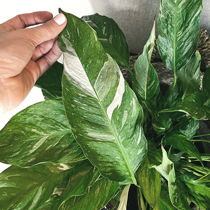 Spathiphyllum Domino 140mm