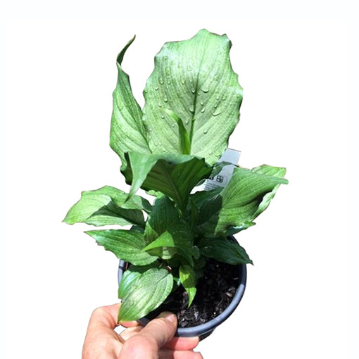 Spathiphyllum Platinum Mist 100mm