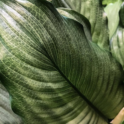 Spathiphyllum Platinum Mist 200mm