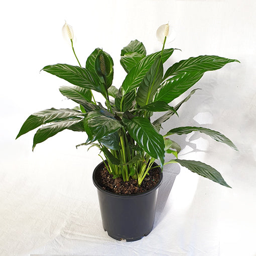 Spathiphyllum Sweet Chico 200mm