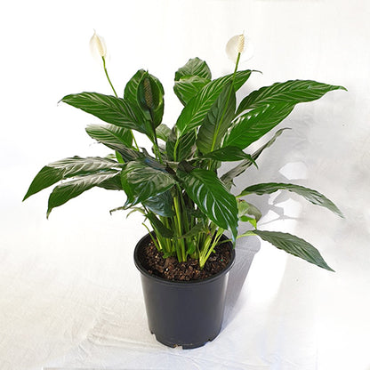 Spathiphyllum Sweet Chico 200mm