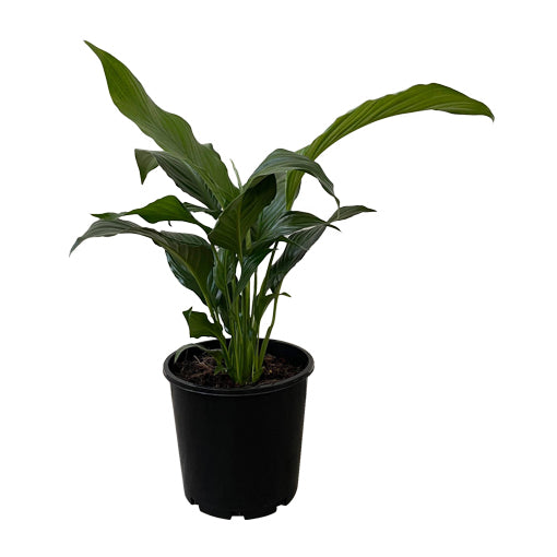 Peace Lily - Spathiphyllum Sweet Sebastiano 200mm