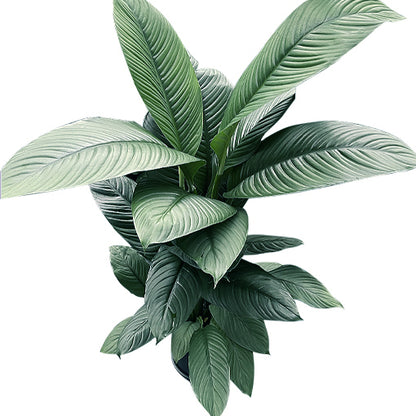 Spathiphyllum Sensation 250mm