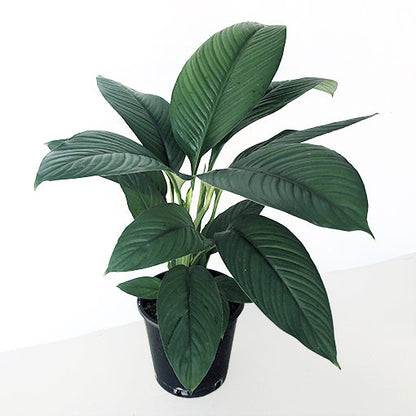 Spathiphyllum Sensation 250mm