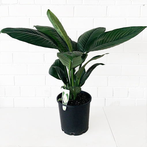 Spathiphyllum Sensation 250mm