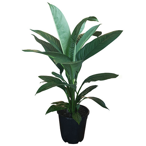 Spathiphyllum Sensation 250mm