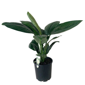 Spathiphyllum Sensation 200mm