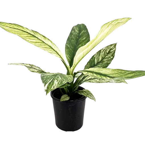 Spathiphyllum Sensation Jessica 90mm