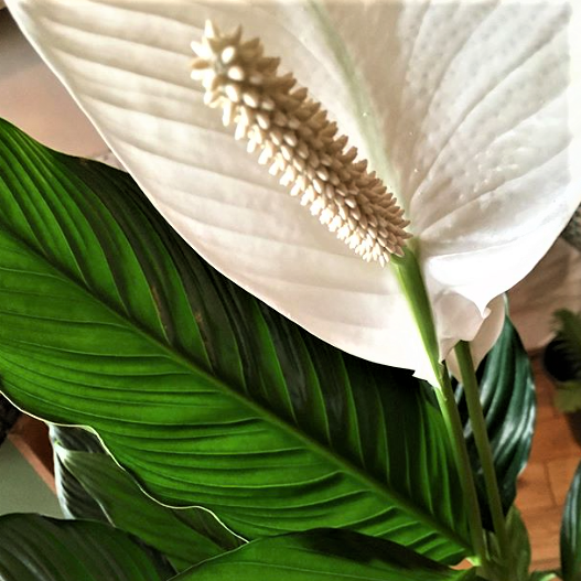 Spathiphyllum Sweet Sebastiano 200mm