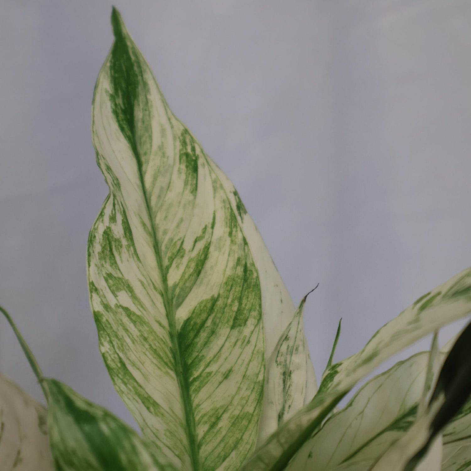 Spathiphyllum Domino - Peace Lily Variegated 70mm