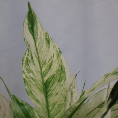 Spathiphyllum Domino - Peace Lily Variegated 70mm