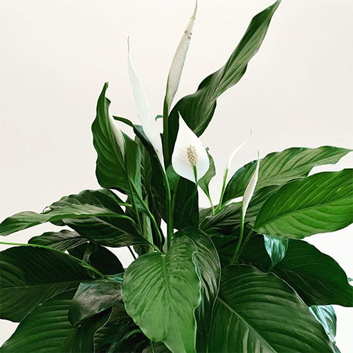 Spathiphyllum Sweet Chico 200mm