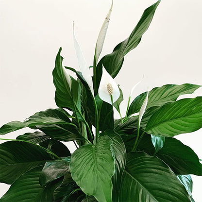 Spathiphyllum Sweet Chico 200mm