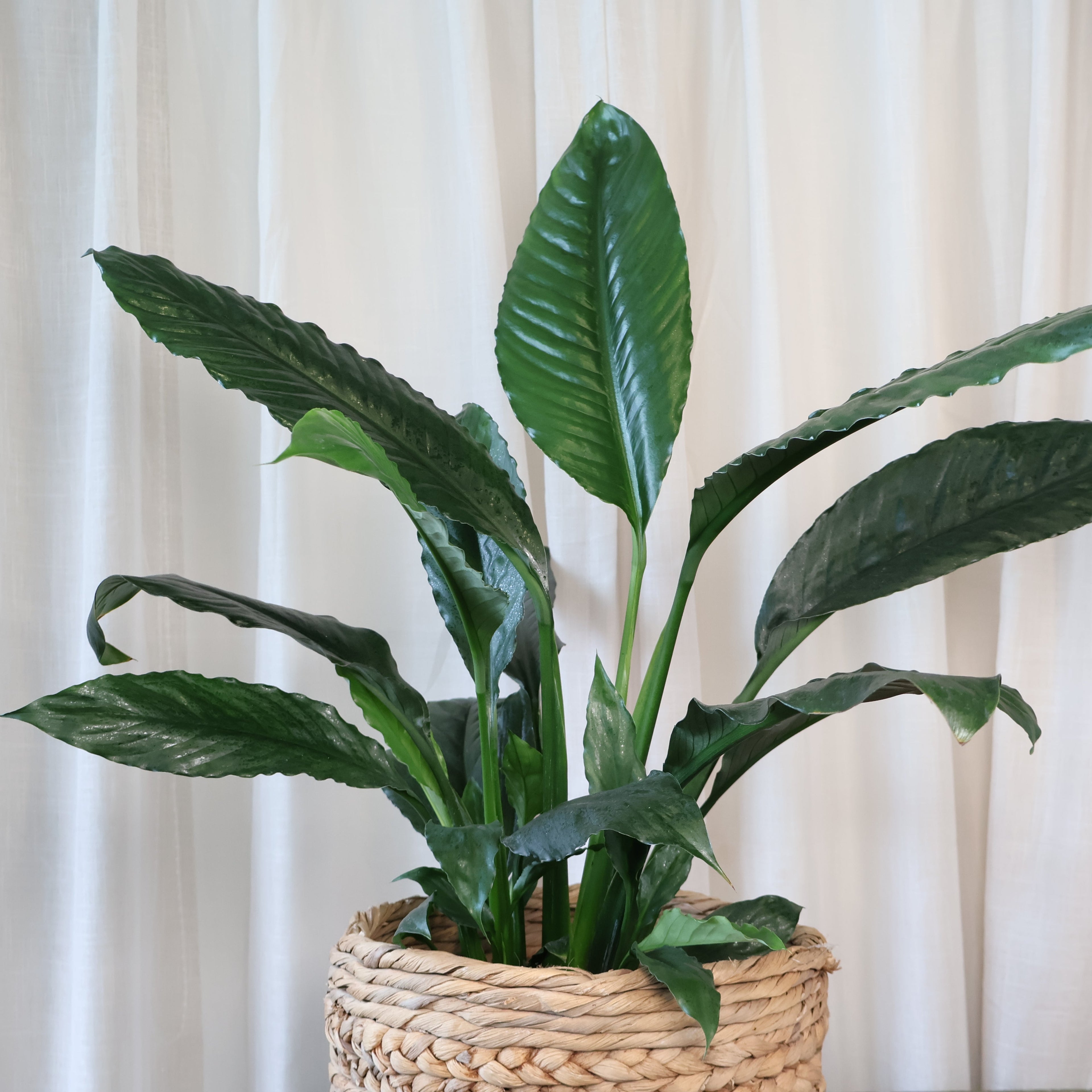 Spathiphyllum Blue Moon 200mm