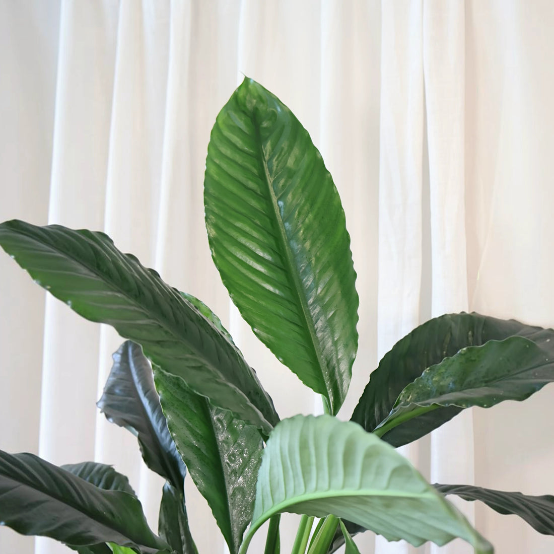 Spathiphyllum Blue Moon 100mm