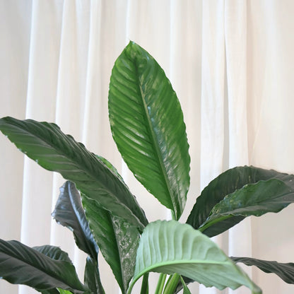 Spathiphyllum Blue Moon 200mm