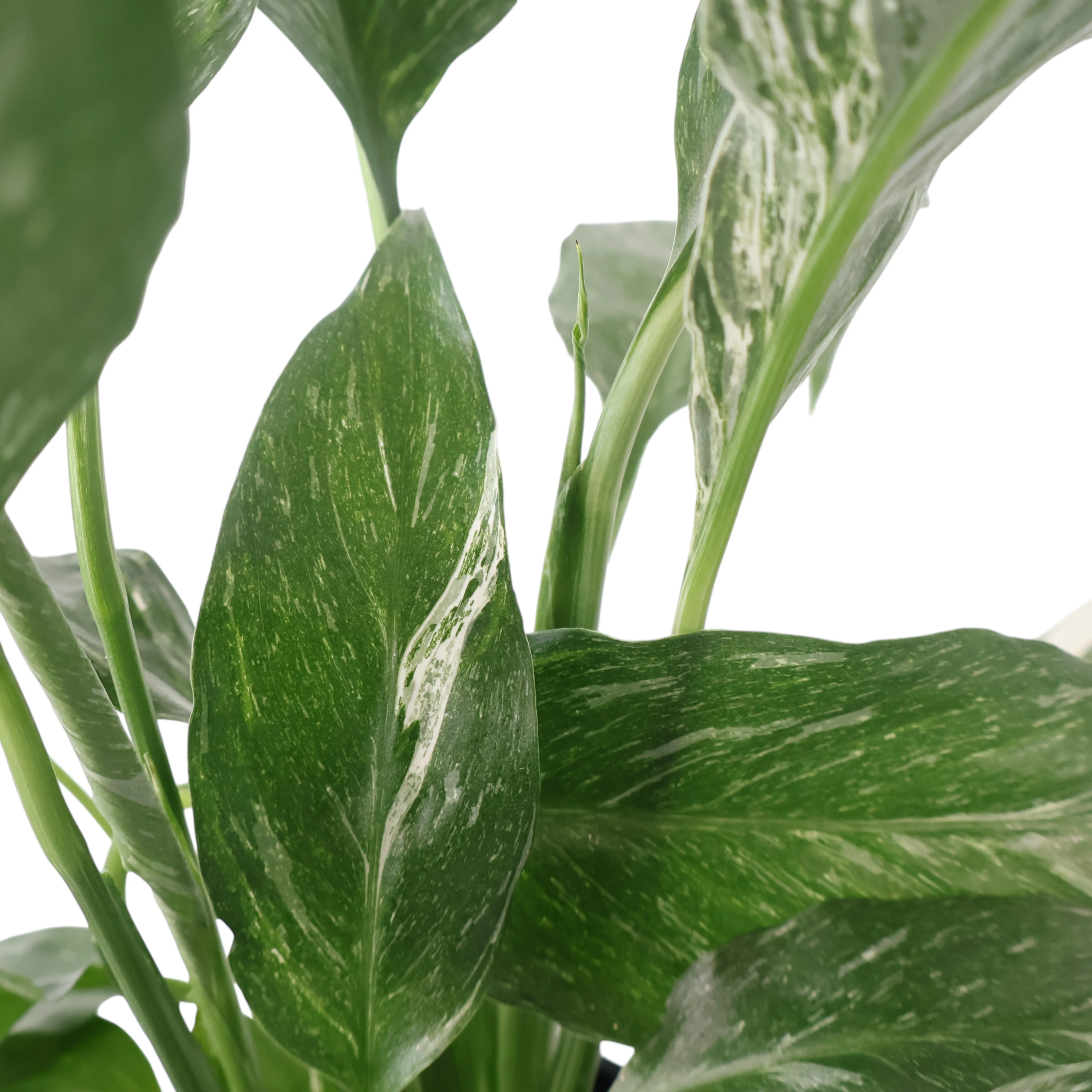 Spathiphyllum Domino - Peace Lily Variegated 70mm