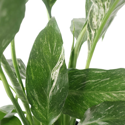 Spathiphyllum Domino - Peace Lily Variegated 100mm