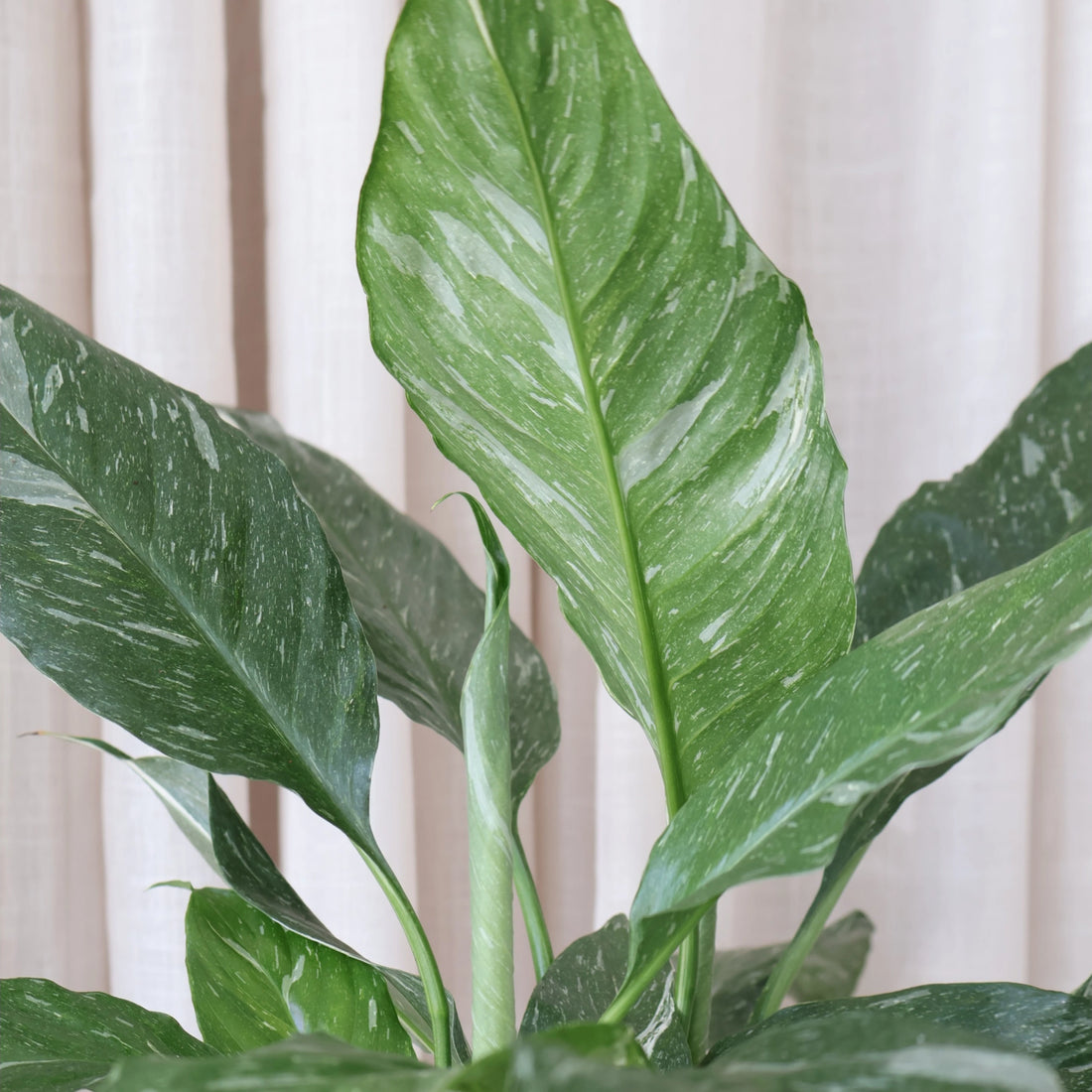 Spathiphyllum Domino - Peace Lily Variegated 100mm