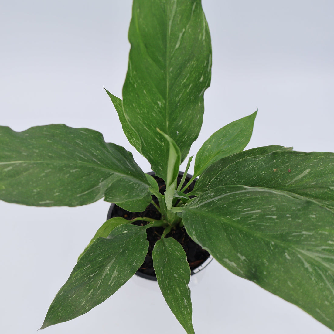 Spathiphyllum Jet Diamond 100mm