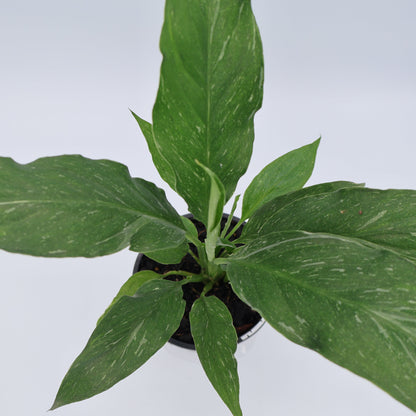 Spathiphyllum Jet Diamond 100mm