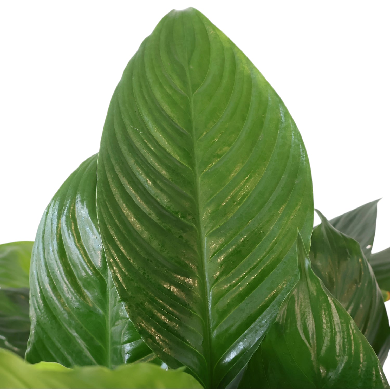 Spathiphyllum Maracay 250mm