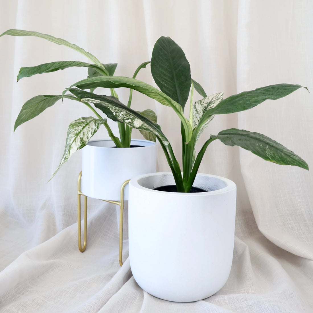 Spathiphyllum Sensation Jessica 90mm