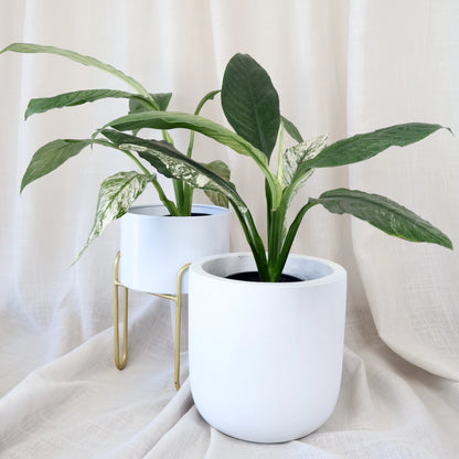 Spathiphyllum Sensation Jessica 90mm
