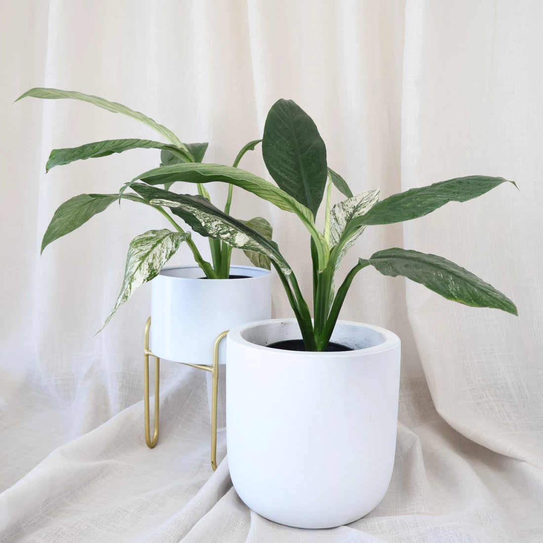 Mai Egg Pot White Small