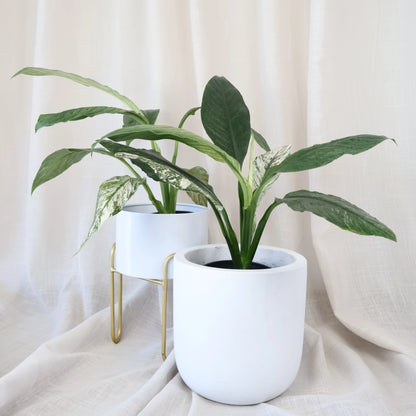 Mai Egg Pot White Small