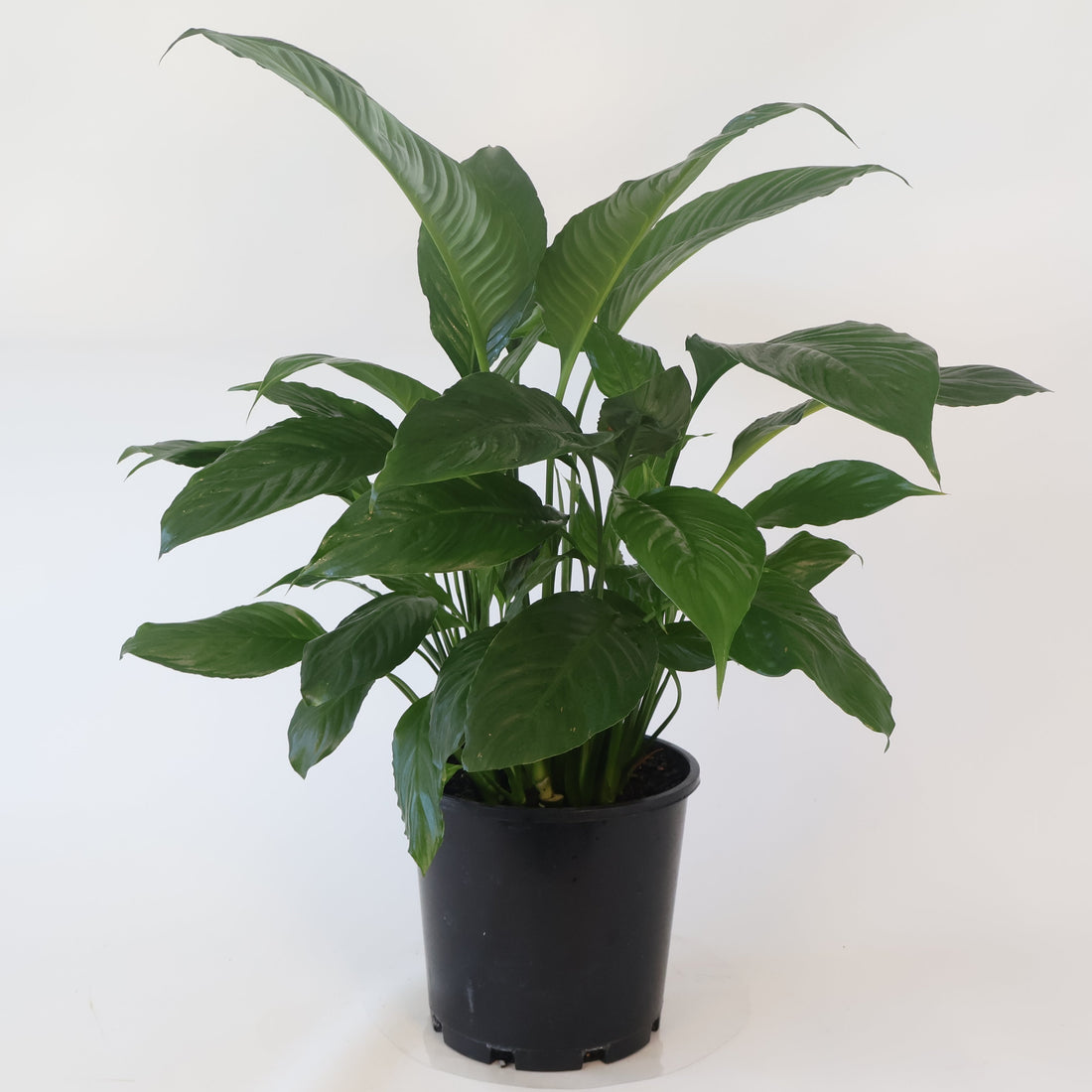 Peace Lily - Spathiphyllum Stephanie 200mm