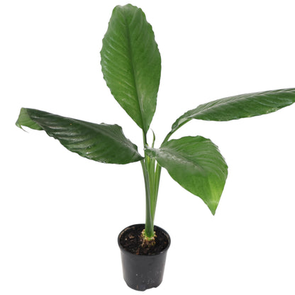 Spathiphyllum Blue Moon 100mm
