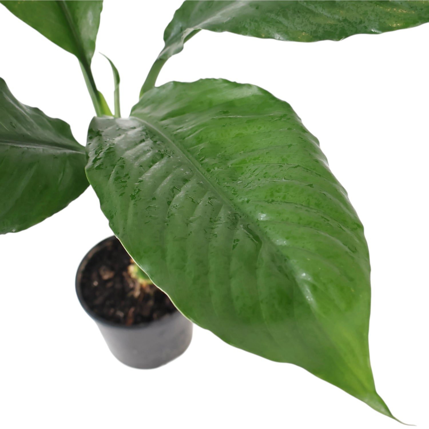 Spathiphyllum Blue Moon 100mm