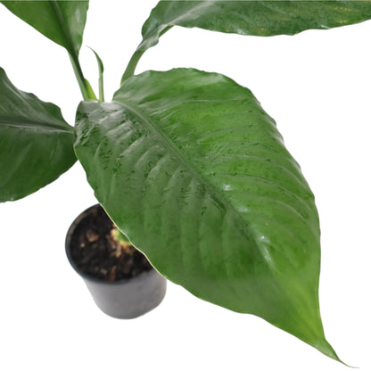 Spathiphyllum Blue Moon 100mm