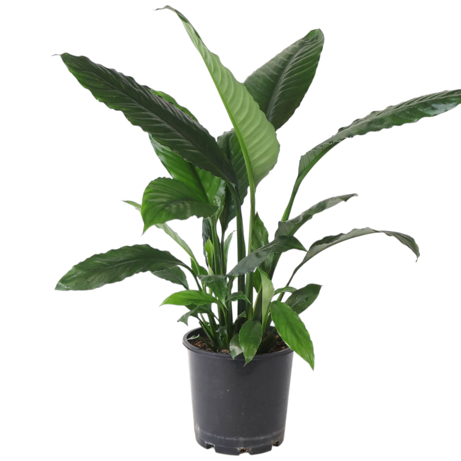 Spathiphyllum Blue Moon 200mm
