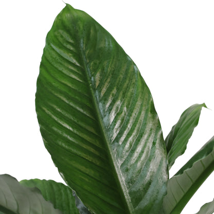 Spathiphyllum Blue Moon 200mm