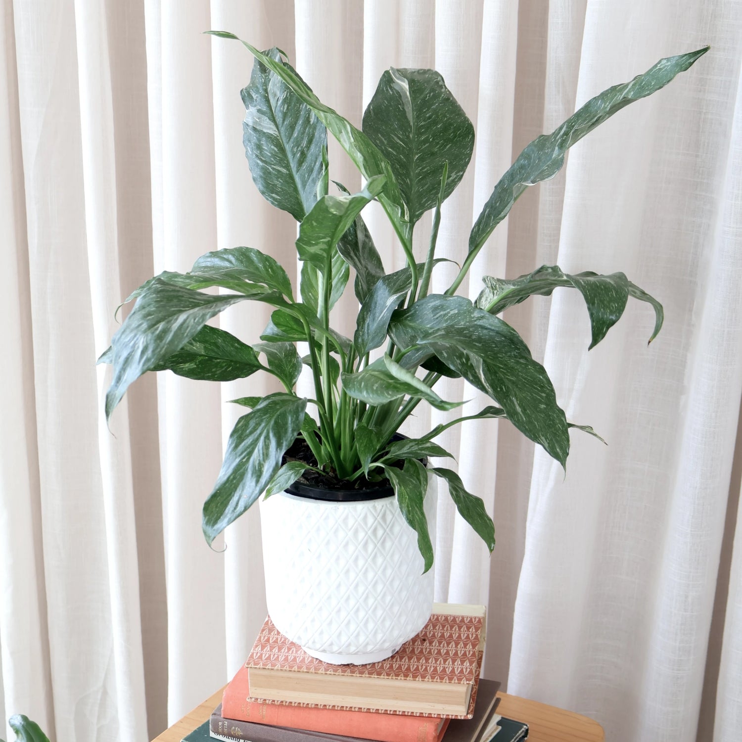 Spathiphyllum Domino - Peace Lily Variegated 70mm