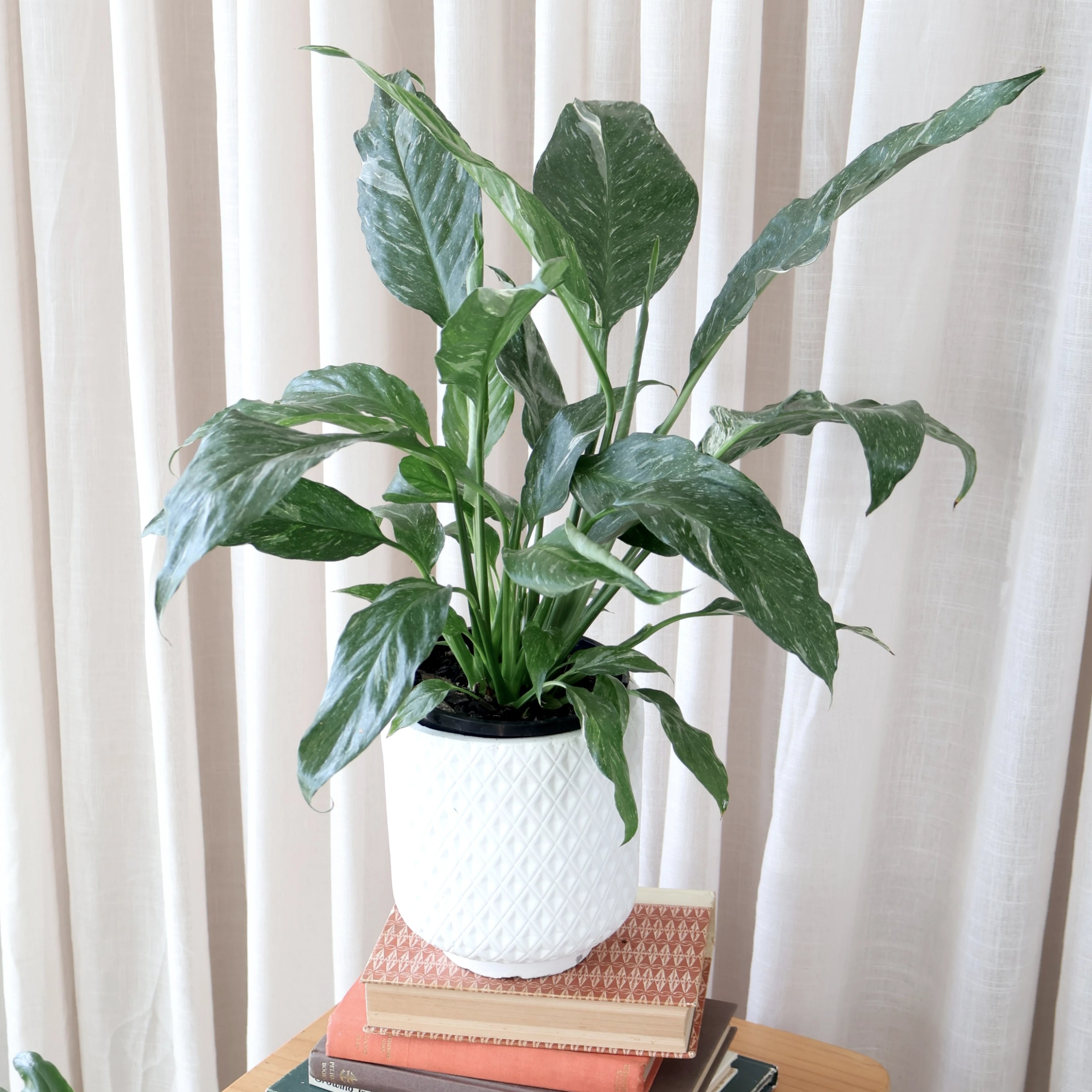 Spathiphyllum Domino - Peace Lily Variegated 70mm