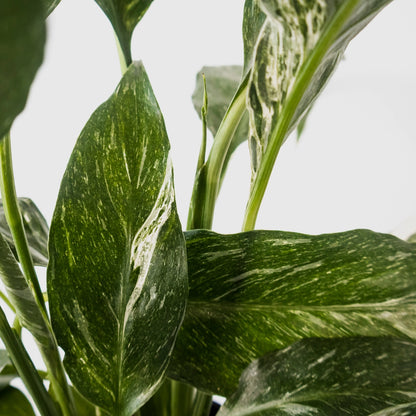 Spathiphyllum Domino - Peace Lily Variegated 100mm