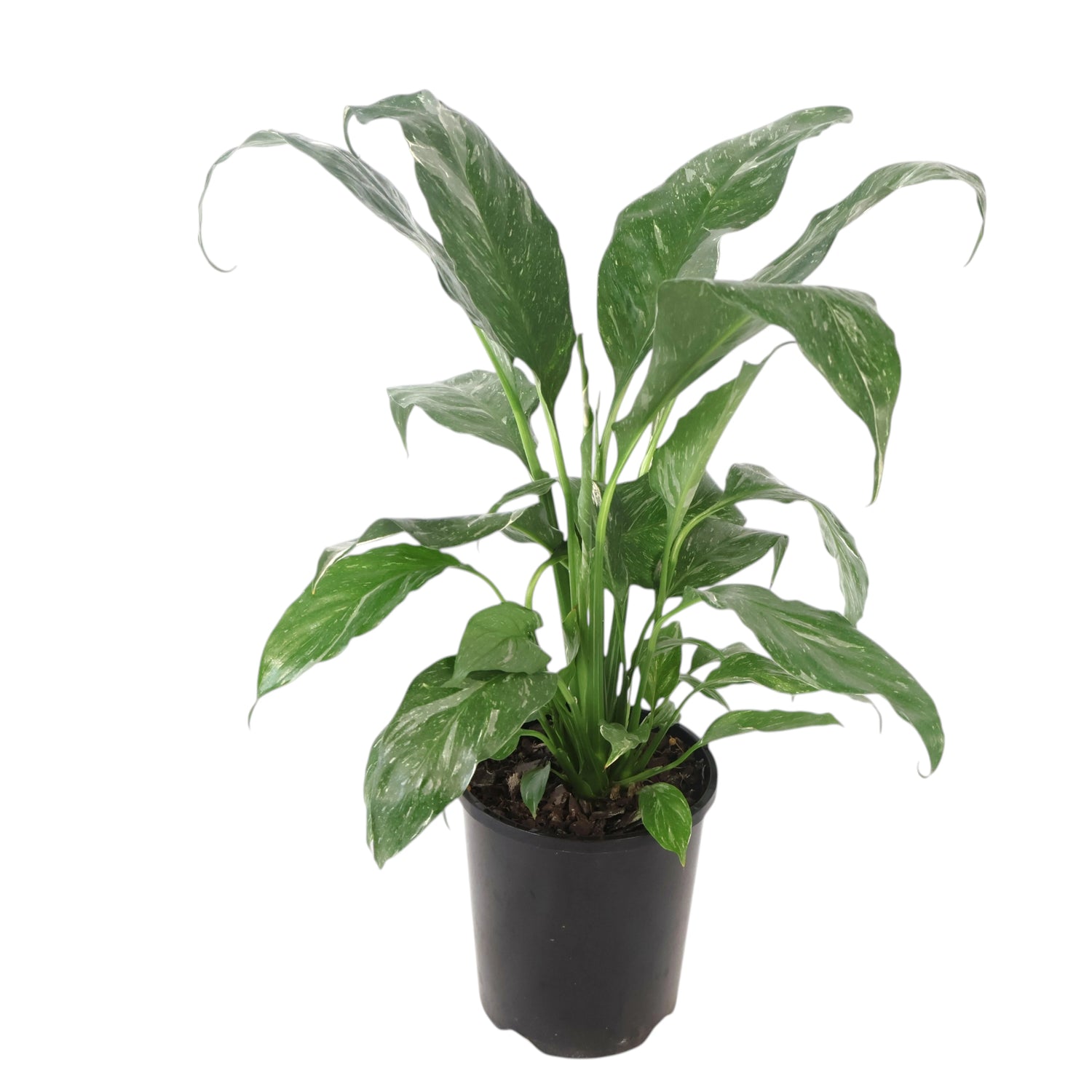 Spathiphyllum Domino 140mm