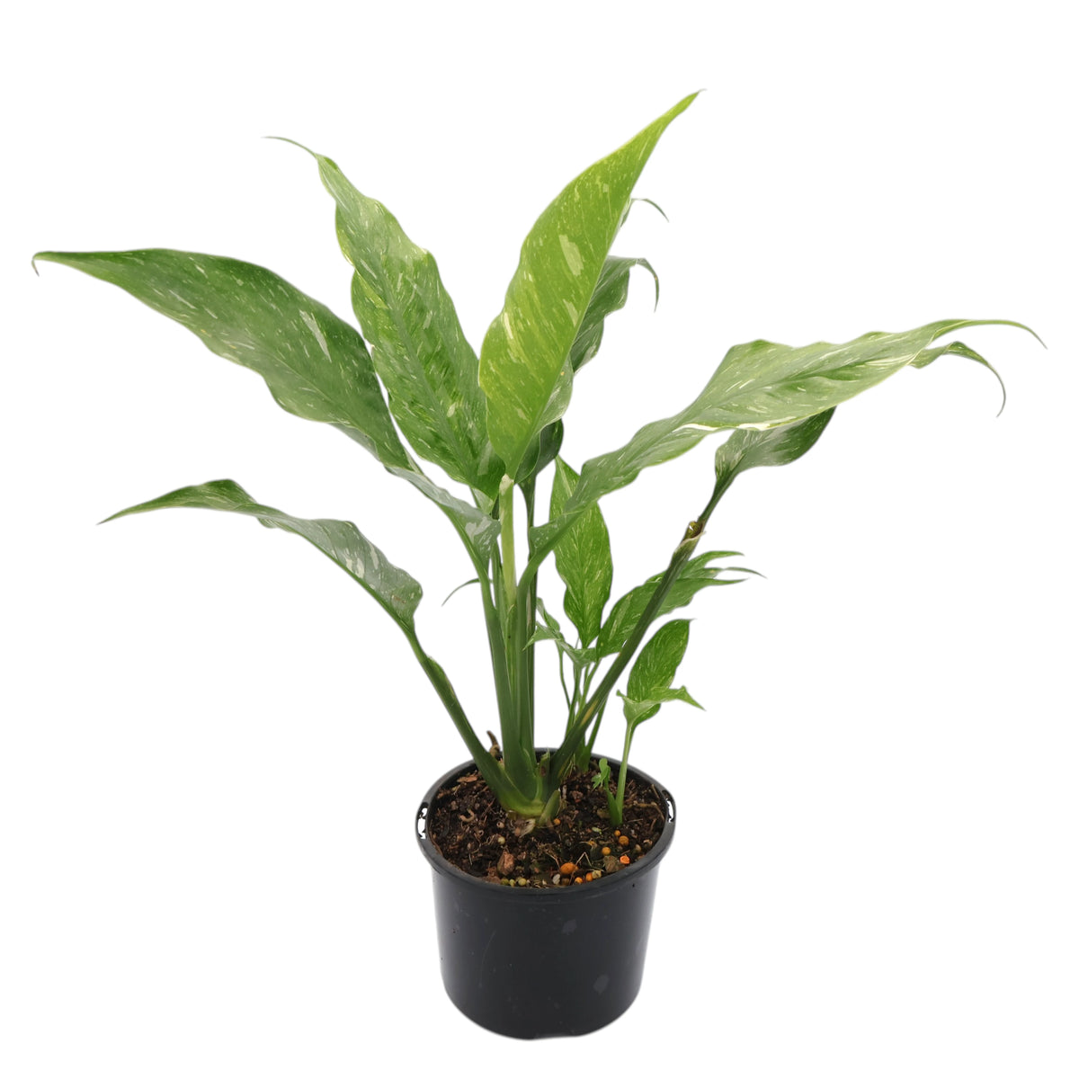 Spathiphyllum Domino - Peace Lily Variegated 100mm